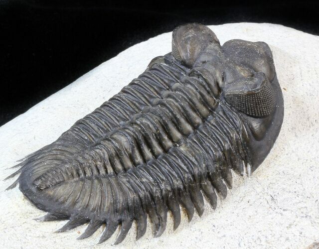 Bug-Eyed Coltraneia Trilobite - Great Eye Detail #39387